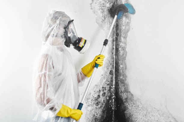  Morton Grove, IL Mold Removal Pros