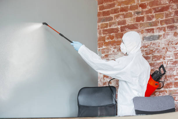 Best Emergency Mold Remediation  in Morton Grove, IL