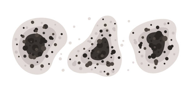 Best Black Mold Removal  in Morton Grove, IL