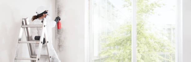 Best Mold Remediation for Healthcare Facilities  in Morton Grove, IL